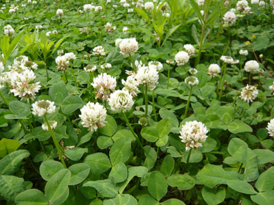 5月はシロツメクサ